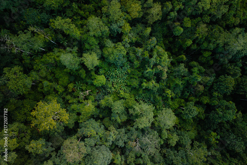 Aerial top down view of a lush green forest canopy.