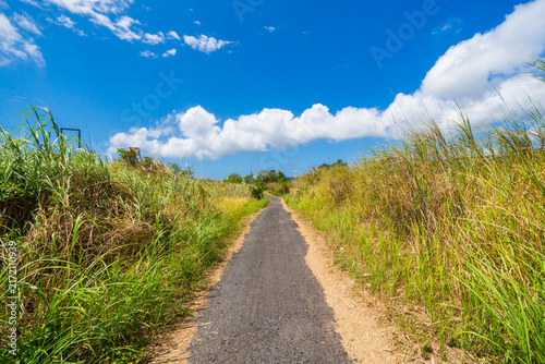 A peaceful country road winds through lush green tall grass under a bright blue sky with fluffy white clouds. A refreshing and calming rural landscape.