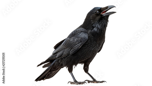 Large black wild crow raven bird standing on flat surface isolated on transparent background