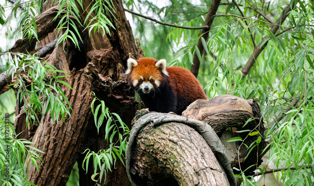 Fototapeta premium Red pandas live on broken trees, an ecological documentary of a natural forest environment