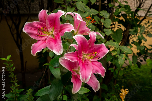 Pink flowers bloom in a garden during daytime with green leaves in the background