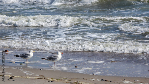 Möwen am Strand