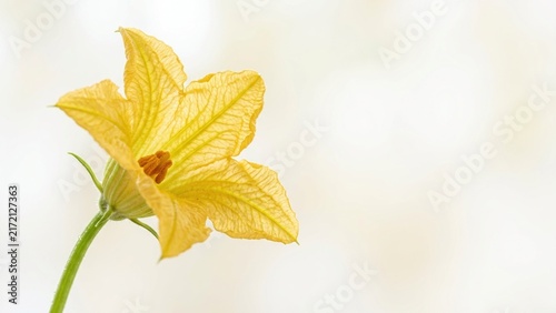 Beautiful Yellow Zucchini Blossom Flower on a Blurred Background