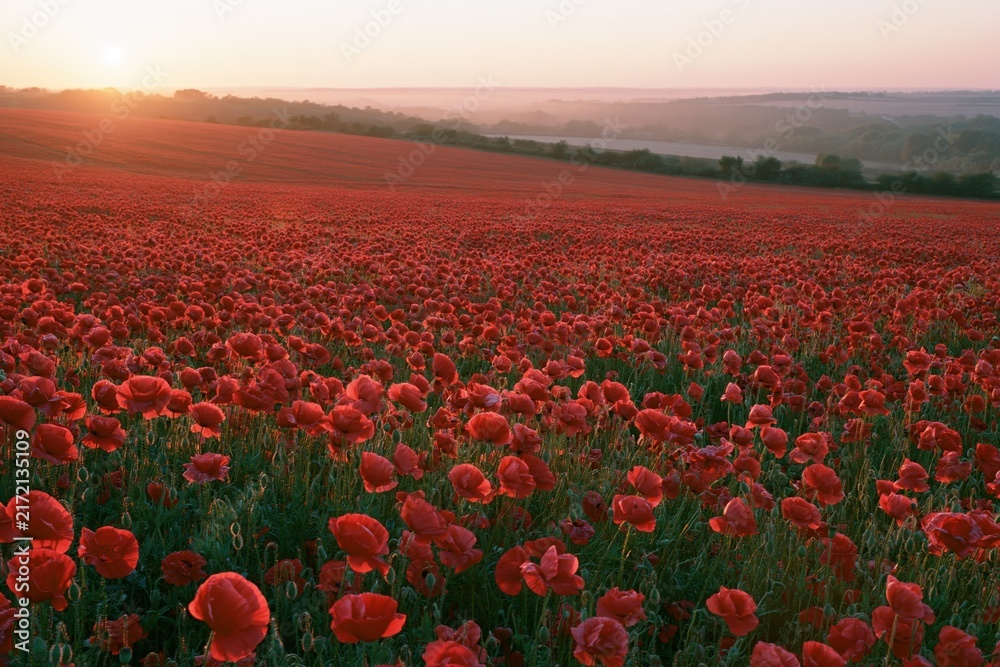 Naklejka premium The Red Poppy Field at Sunset Over Rolling Hills Landscape