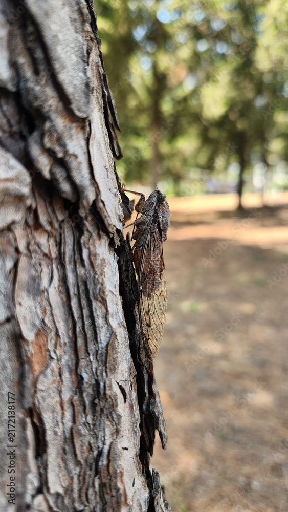 Fototapeta premium An adult cicada (family Cicadidae), commonly known in Turkish as an august bug, resting and well-camouflaged against the rough bark of a pine tree during the warm summer months