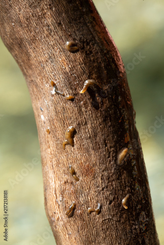 Fotografie Flat worms crawling on wet tree branch in nature