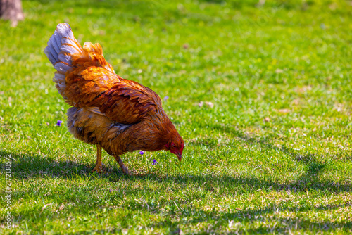 Canvastavla free-range grass-fed Chicken Foraging in Green Grass Field