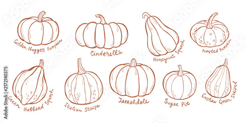 Outline vector illustration collection with different types of pumpkins. Line art design of autumn squash vegetables with handwritten label names for stickers, print, cards. Minimalist clip art set.