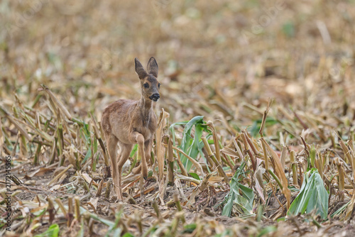 Fotografía roe deer fawn walking through a cornfield