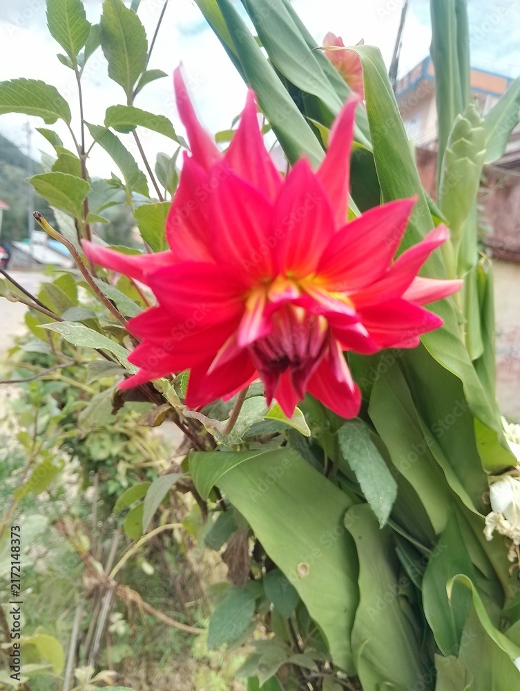 Obraz premium Flora and Fauna in Chitlang Valley
