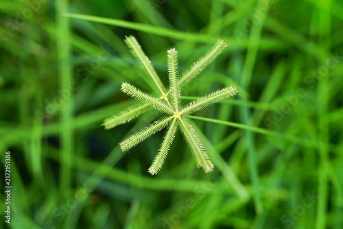 Star-shaped Egyptian crowfoot grass flower (Dactyloctenium aegyptium)