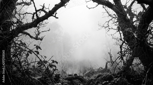Scary spider webs are framing a foggy background in this halloween themed banner