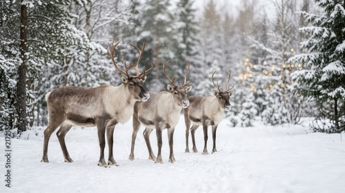 Three reindeer standing in a snowy forest during winter