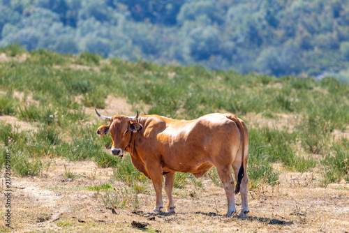 Cows in the port of Leitariegos in Asturias, Spain, during the month of August 2026