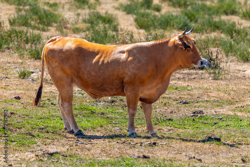 Cows in the port of Leitariegos in Asturias, Spain, during the month of August 2026