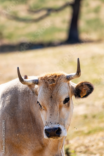 Cows in the port of Leitariegos in Asturias, Spain, during the month of August 2026