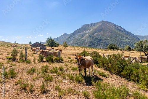 Cows in the port of Leitariegos in Asturias, Spain, during the month of August 2026