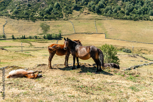 Horses in the port of Leitariegos in Asturias, Spain, during the month of August 2026