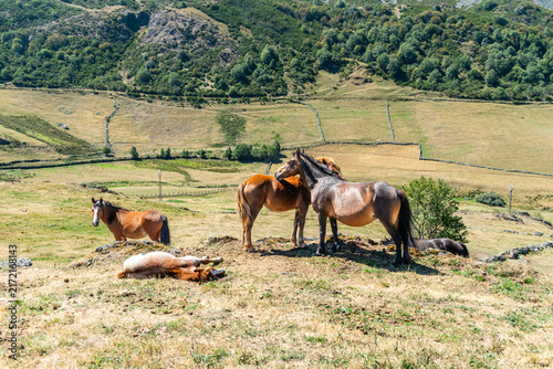 Horses in the port of Leitariegos in Asturias, Spain, during the month of August 2026