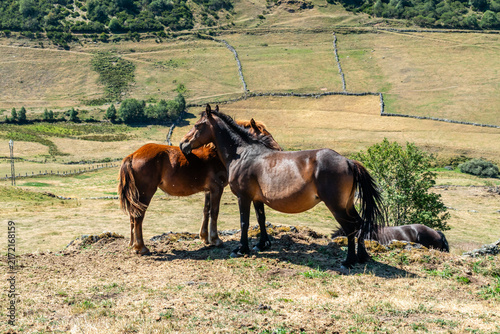 Horses in the port of Leitariegos in Asturias, Spain, during the month of August 2026