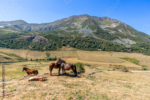 Horses in the port of Leitariegos in Asturias, Spain, during the month of August 2026