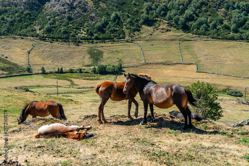 Horses in the port of Leitariegos in Asturias, Spain, during the month of August 2026