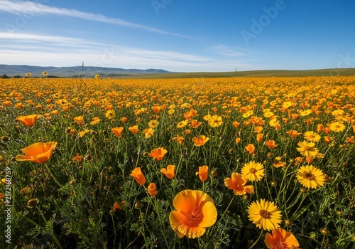 Golden Sea Under Azure Sky