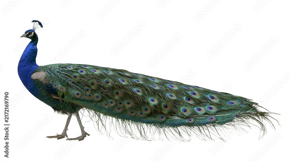 Fototapeta premium Majestic male peacock with iridescent blue neck and green train, isolated on transparent background