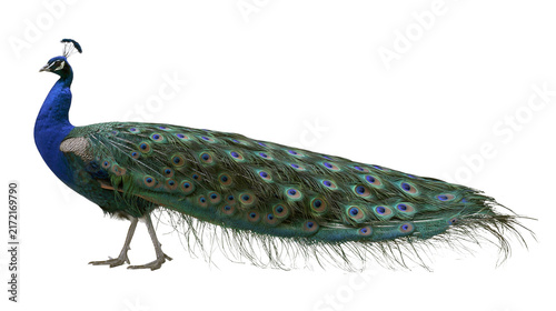 Canvastavla Majestic male peacock with iridescent blue neck and green train, isolated on tra
