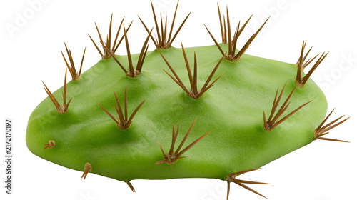 Фотография Green prickly pear cactus pad with sharp brown spines, isolated on transparent b