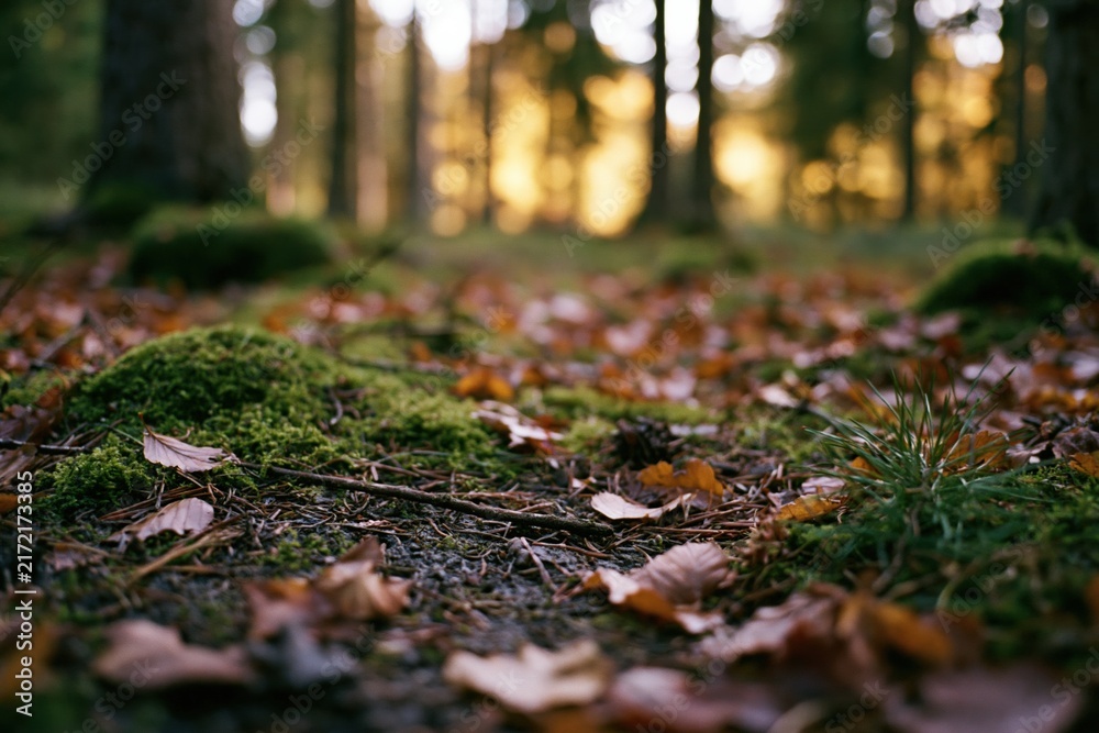 Naklejka premium The Forest Floor Covered in Moss and Leaves Beneath Autumn Sunlight