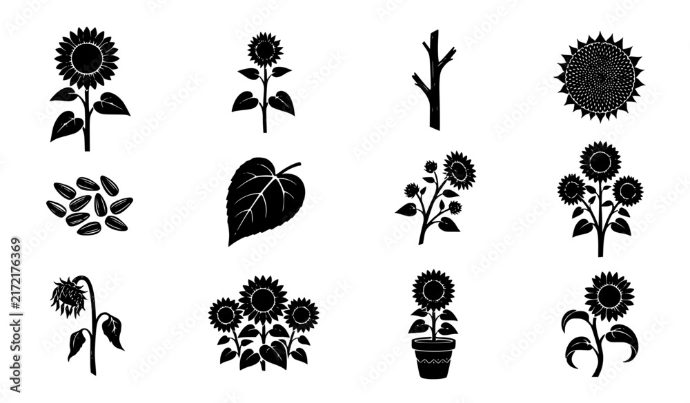 Obraz premium Sunflower Farm Botanical and Seed Silhouette Black Vector Bundle