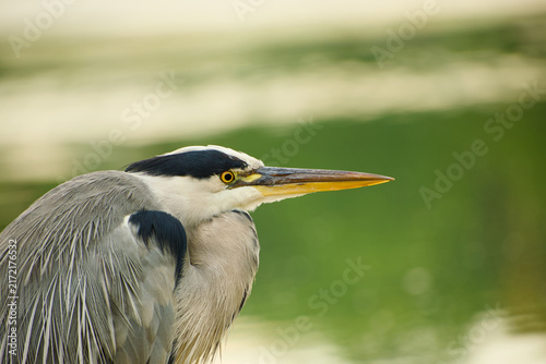 Obraz na płótnie Grey heron in close-up profile, showing its long pointed yellow-orange bill, yel