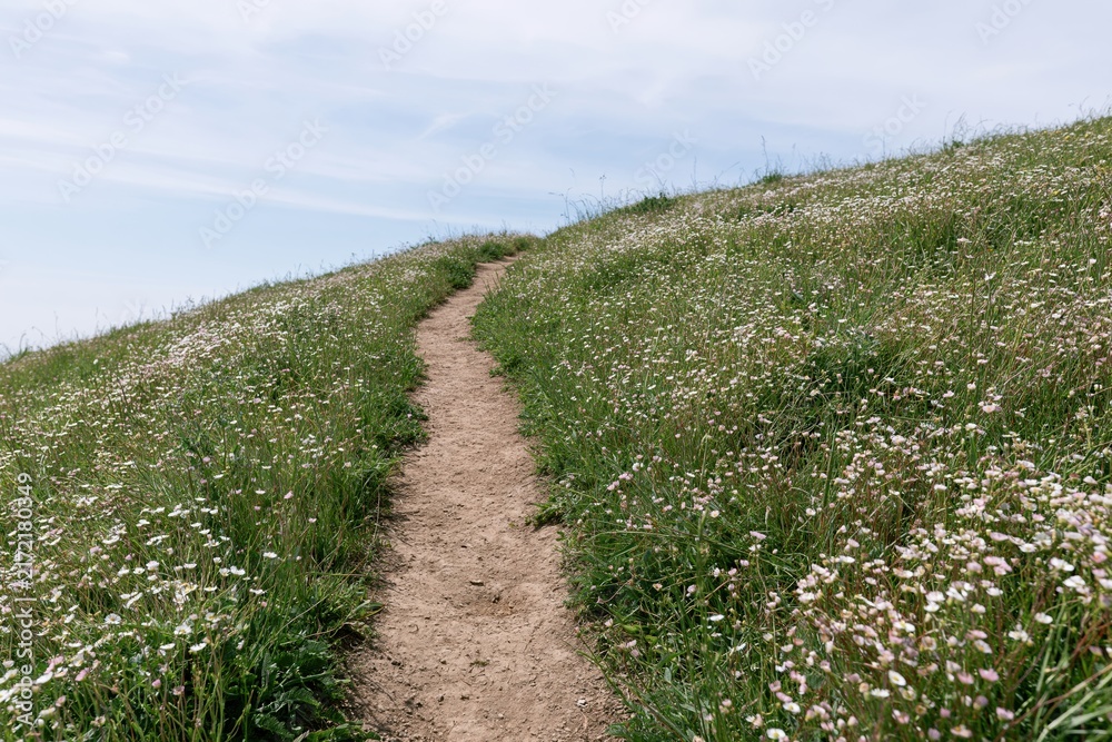 Naklejka premium The Path Through a Meadow on a Sunny Hillside with Wildflowers