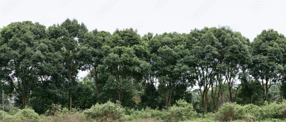 Naklejka premium The Verdant Tree Line Across a Calm, Open Landscape Under Bright Sky