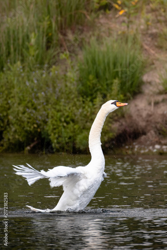 Konstfotografi Mute swan spreading its wings while splashing in a pond, with water droplets and green shoreline vegetation in the background
