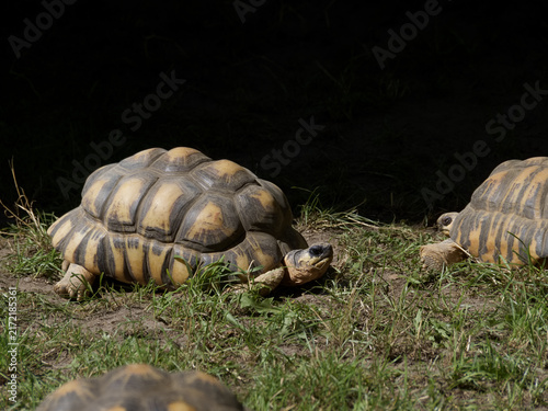Canvastavla Tortoises move slowly on grass under bright sunlight in a natural setting during