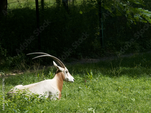Photography Oryx rests on green grass in a zoo during the daytime near the viewing area
