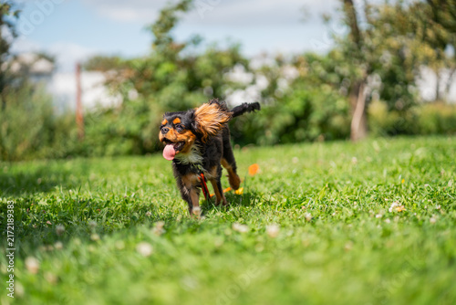 Cavalier king charles spaniel dog running. Cute domestic black and tan puppy with orange leash walking forward on green grass lawn under daylight for active pet care concept.