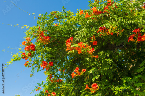 Cuadro en lienzo Orange trumpet vine flowers bloom among green foliage against clear blue sky in bright sunny daylight
