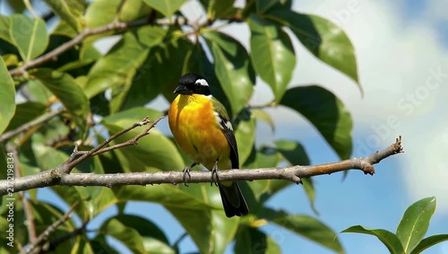 Vibrant 4K nature video showcasing a brilliant Golden-breasted Starling bird resting momentarily on a high tree branch before gracefully spreading its wings and taking flight in slow motion