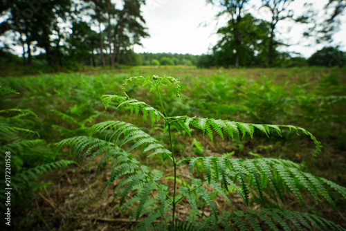 Wahner Heide nature reserve near Troisdorf, Germany. A former military training area now transformed into a diverse heathland