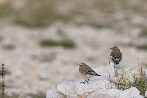 Fotografie Oenanthe oenanthe - Pair of Northern Wheatears on Limestone Rocks in Gran Sasso