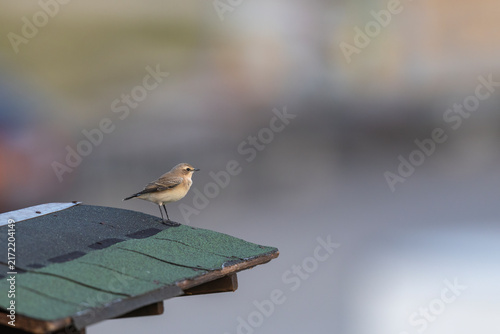 Konstfotografi Oenanthe oenanthe - Northern Wheatear Perched on Wooden Roof Edge