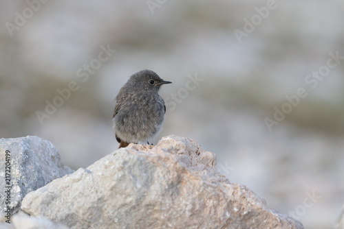 фотографія Phoenicurus ochruros - Fluffy Juvenile Black Redstart Perched on Mountain Rock