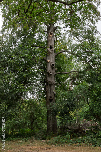tree in the woods