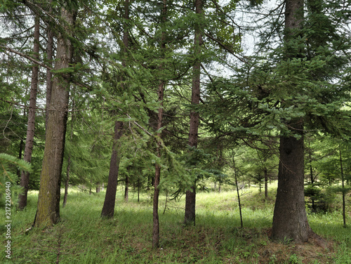 Foto Dense coniferous forest with tall fir and larch trees in summer