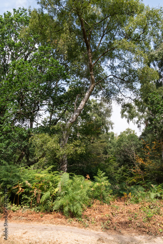 trees in the forest