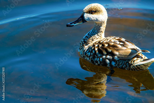Foto Serene duck glides on calm, reflective water