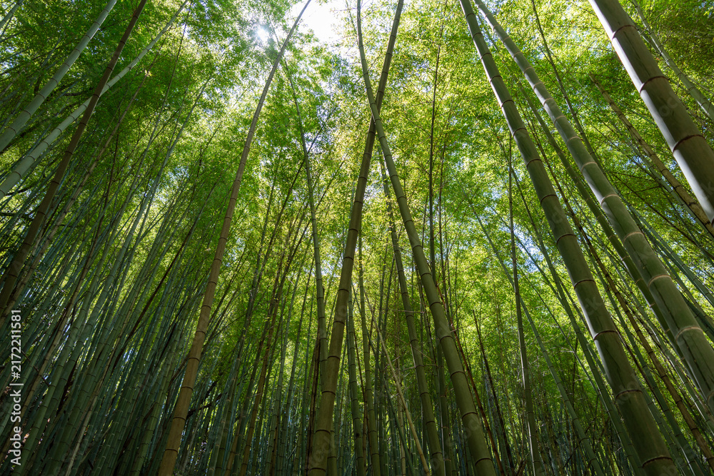 Fototapeta premium Bamboo forest near Mitaki-Dera temple in Hiroshima, Japan